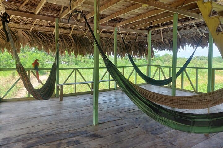 Amazon Jungle Explorer: 5-Day Iquitos Adventure photo 6