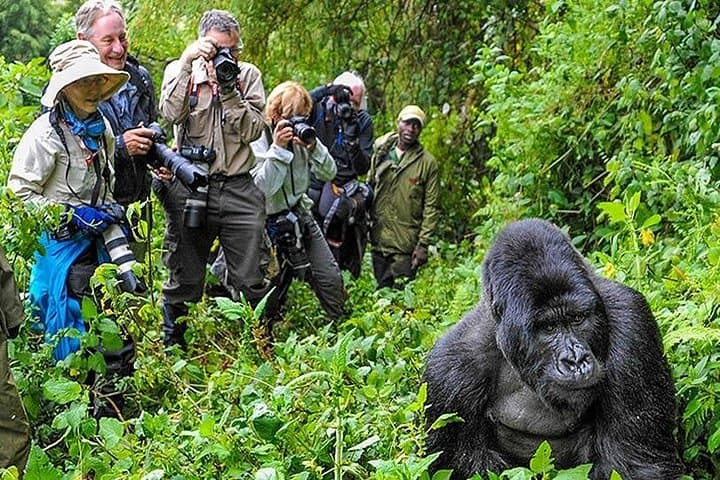 12-Day Uganda Gorillas, Chimps & Wildlife Safari — Bwindi, Murchison & Queen Elizabeth photo 4