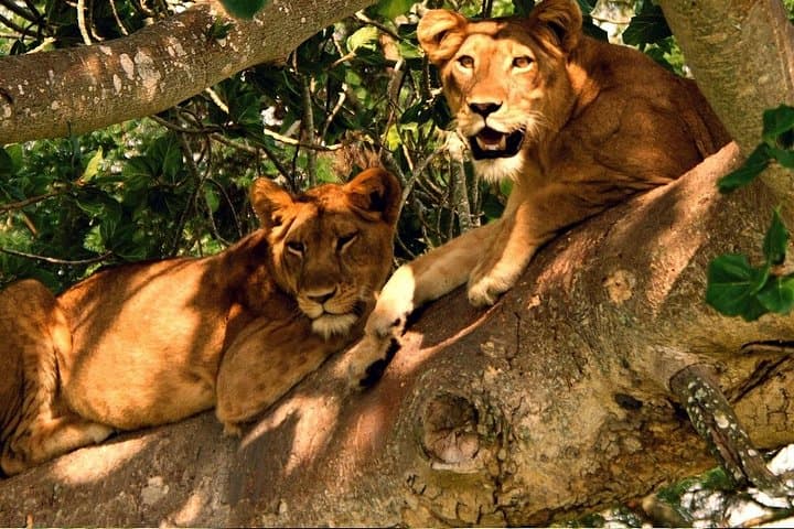 12-Day Uganda Gorillas, Chimps & Wildlife Safari — Bwindi, Murchison & Queen Elizabeth photo 6