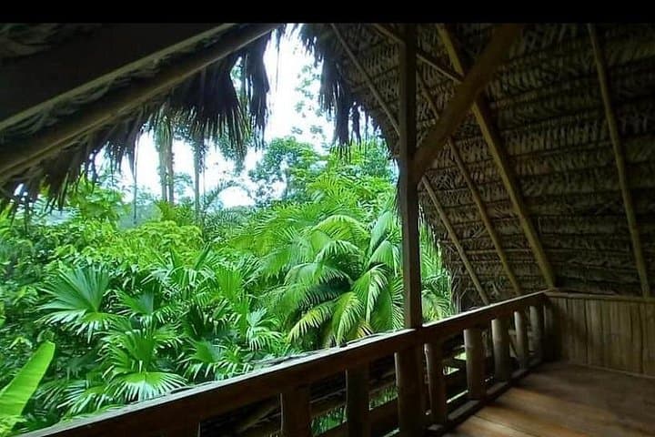 Cabañas Awana Private Amazon Tour: Kichwa Culture, Clay-Licks & Night Walks photo 2