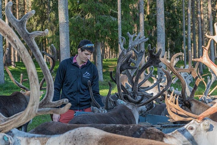 Meet Lapland's Semi‑Wild Reindeer: Summer & Autumn Farm Visit from Rovaniemi photo 1