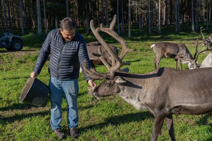 Meet Lapland's Semi‑Wild Reindeer: Summer & Autumn Farm Visit from Rovaniemi photo 2