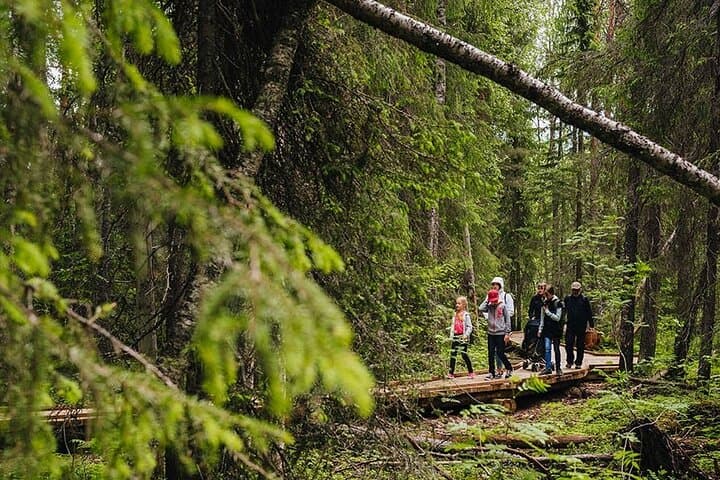 Vaattunkikongas Forest Hike — 2.5-Hour Lappish Wilderness Trail from Rovaniemi