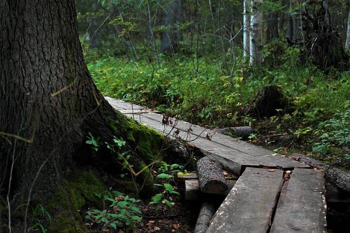 Vaattunkikongas Forest Hike — 2.5-Hour Lappish Wilderness Trail from Rovaniemi photo 2