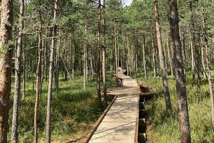 Vaattunkikongas Forest Hike — 2.5-Hour Lappish Wilderness Trail from Rovaniemi photo 3