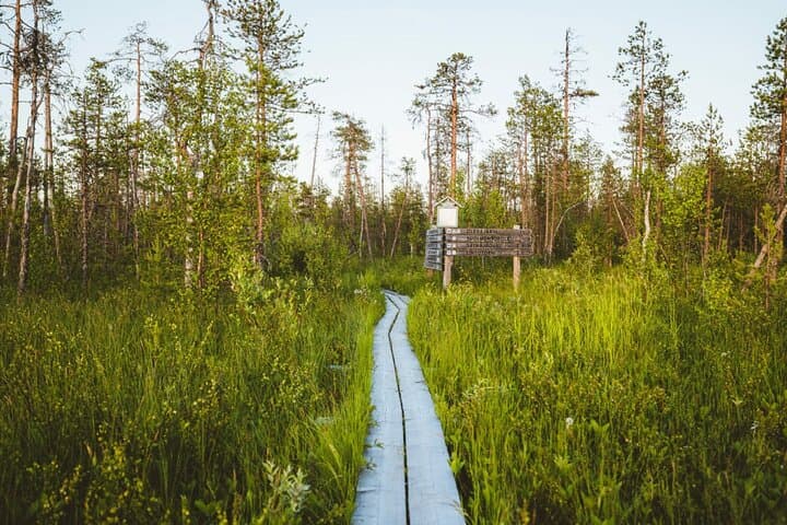Vaattunkikongas Forest Hike — 2.5-Hour Lappish Wilderness Trail from Rovaniemi photo 5