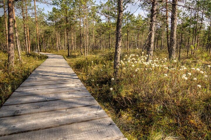 Vaattunkikongas Forest Hike — 2.5-Hour Lappish Wilderness Trail from Rovaniemi photo 6