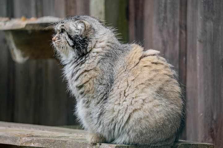 Ranua Wildlife Park Day Trip from Rovaniemi: Arctic Animals & Guided Walk photo 4