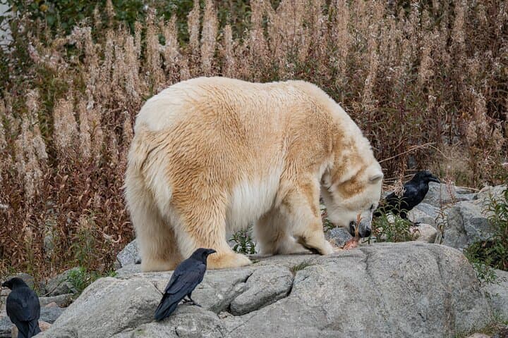 Ranua Wildlife Park Day Trip from Rovaniemi: Arctic Animals & Guided Walk photo 2