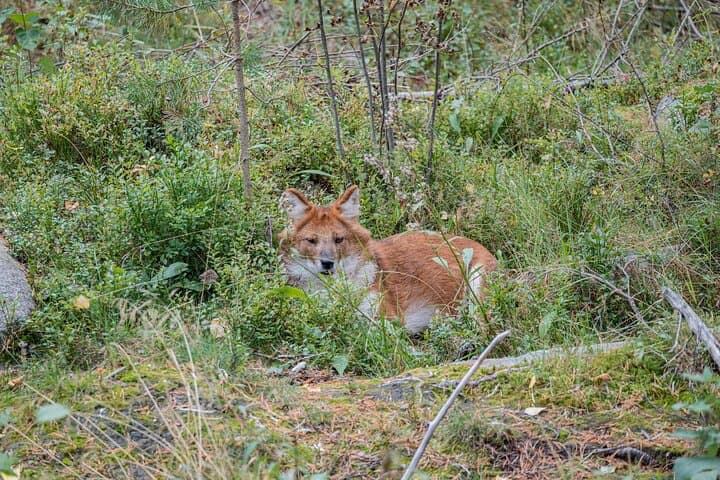 Ranua Wildlife Park Day Trip from Rovaniemi: Arctic Animals & Guided Walk photo 5