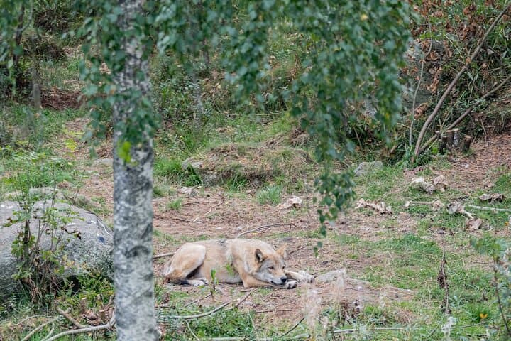 Ranua Wildlife Park Day Trip from Rovaniemi: Arctic Animals & Guided Walk photo 3