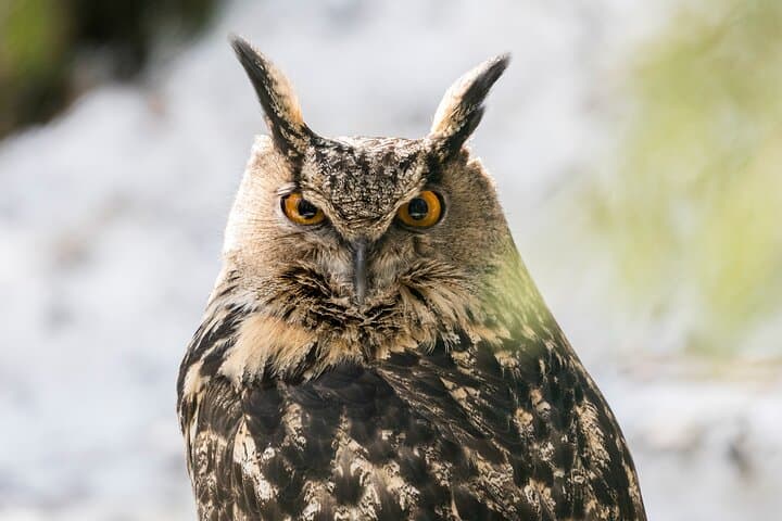 Ranua Wildlife Park Day Trip from Rovaniemi: Arctic Animals & Guided Walk photo 6