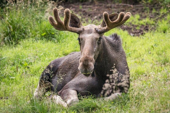 Ranua Wildlife Park Day Trip from Rovaniemi: Arctic Animals & Guided Walk