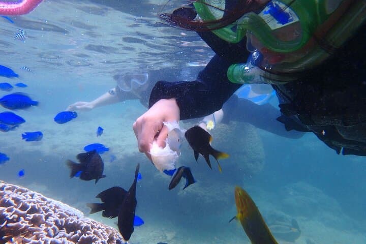 Okinawa Family Snorkel: Sea Picnic & Gentle Snorkeling in Onna for Kids 2+ photo 5