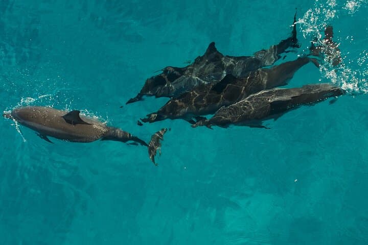 Exploring Kauai’s Na Pali Coast: Half-Day Rafting and Snorkeling Adventure photo 3