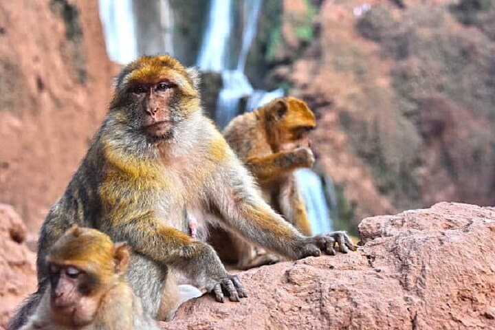 Ouzoud Waterfalls Day Trip from Marrakech: Hike, Monkeys & Boat Options photo 3