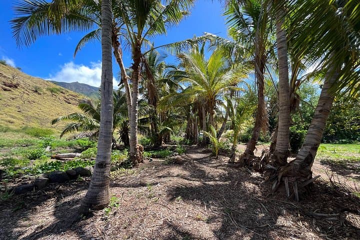 Olowalu Private Stargazing and BYO Barbecue: Farm-After-Hours on Maui photo 4