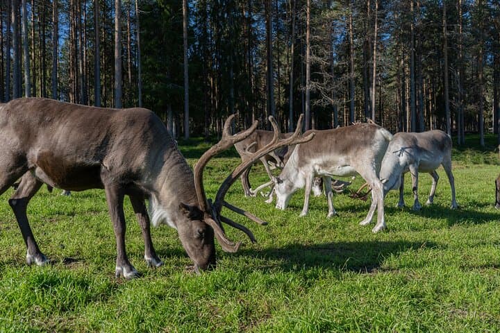 Wilderness Sauna and Reindeer Farm Experience Near Rovaniemi photo 3
