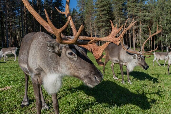 Bear and Arctic Animals 2-Day Wilderness Trip from Rovaniemi photo 6