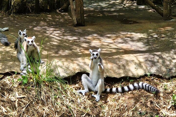 Nosy Be Full-Day Private Natural-Style Island Tour with Lemurs & Waterfall photo 6