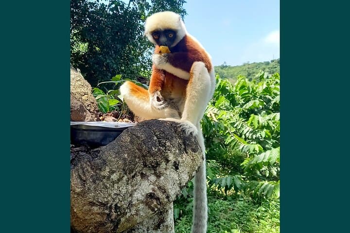 Nosy Be Full-Day Private Natural-Style Island Tour with Lemurs & Waterfall photo 4