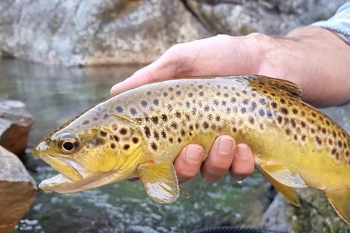 Five-Hour Fly Fishing in Cape Town: Streams and Estuaries for Trout & Garrick photo 3