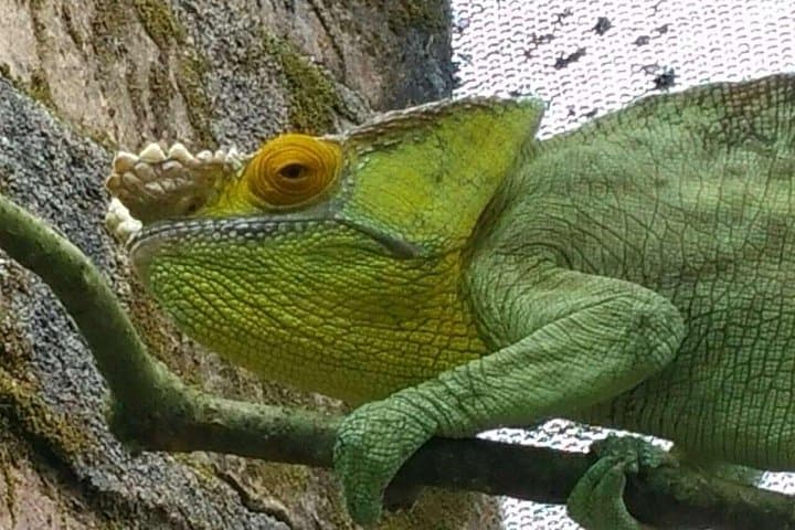 10-Day South Madagascar Classic: Rainforest Lemurs, Isalo Sandstone & Ifaty Beach photo 2