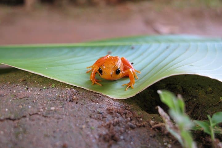 10-Day South Madagascar Classic: Rainforest Lemurs, Isalo Sandstone & Ifaty Beach photo 3