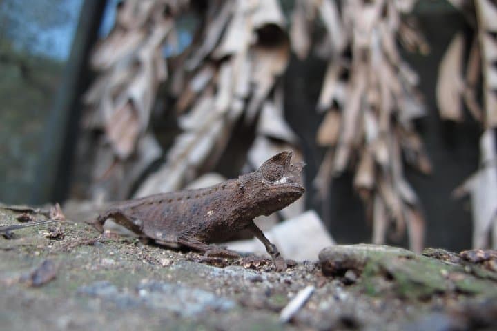 10-Day South Madagascar Classic: Rainforest Lemurs, Isalo Sandstone & Ifaty Beach photo 4