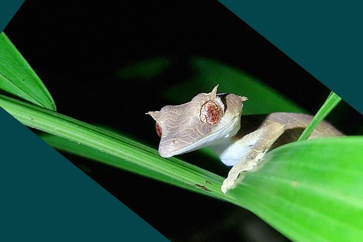 Overnight Jungle Trekking in Lokobe National Park — Nosy Be Night Trek & Beach Stay