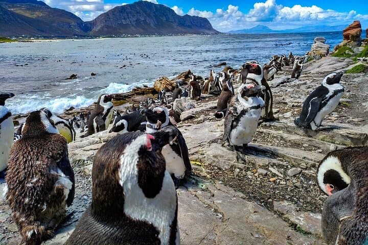 Cape Agulhas Full-Day Private Tour from Cape Town — Southernmost Tip & Penguin Colony photo 3