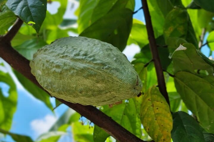 Ancestral Thought Tour: Kogui Culture & Rainforest Walk from Santa Marta photo 6