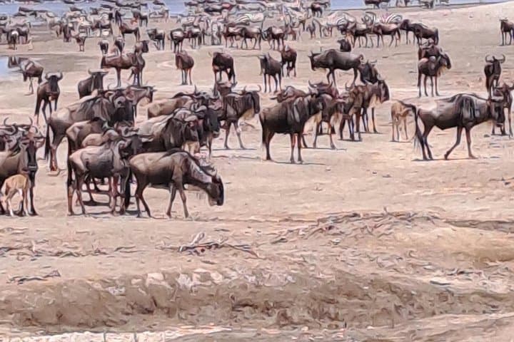 Mikumi National Park Day Safari from Zanzibar — Full-Day Game Drive & Flight photo 3