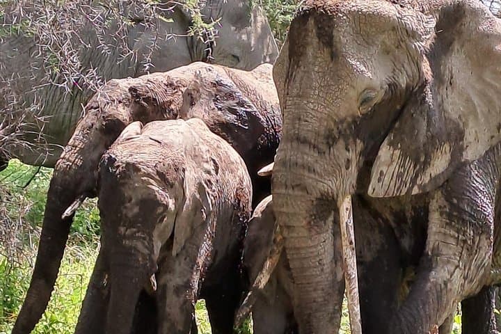 Mikumi National Park Day Safari from Zanzibar — Full-Day Game Drive & Flight photo 4