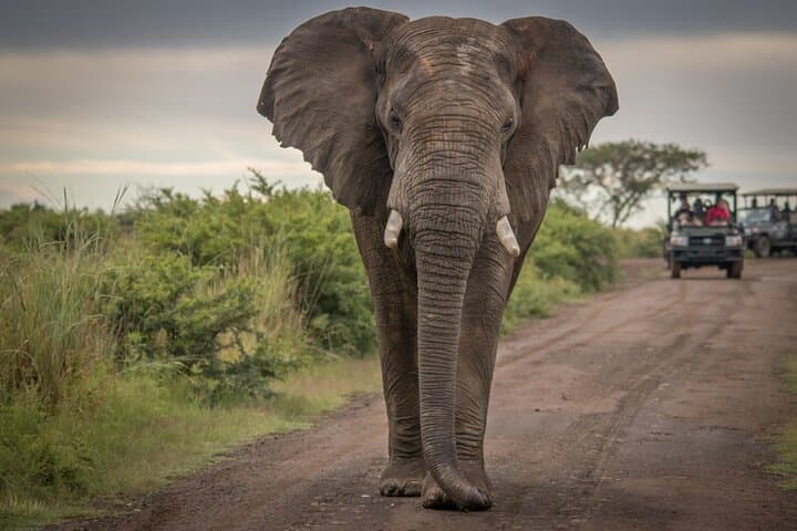 5-Day Garden Route Adventure from Cape Town — Addo Safari, Tsitsikamma, Knysna & Bloukrans Bungy