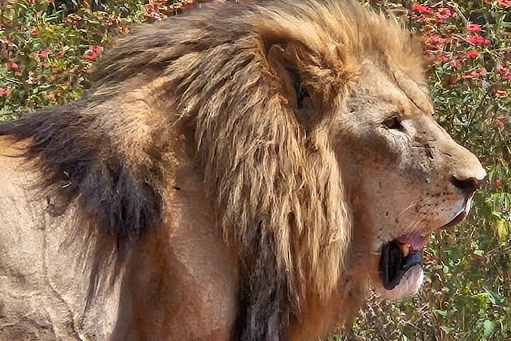 Three-Day Private Kruger Game Drive — Big Five, Wild Dogs & River-Facing Lodging photo 4