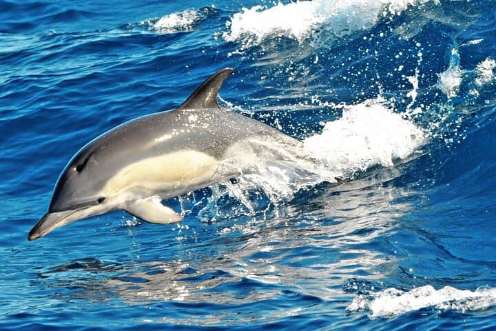Sail South Fuerteventura: 4-Hour Magic Select Catamaran with Lunch & Drinks photo 4