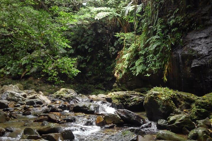 Yanbaru Jungle River Trek & Waterfall Swim — Private Okinawa Adventure photo 6