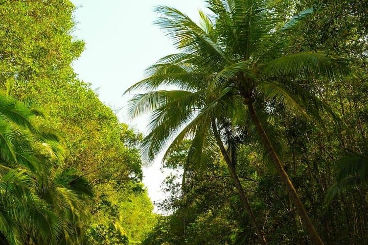 Mangrove Monkey Boat Tour in Manuel Antonio — Wildlife-First Mangrove Cruise