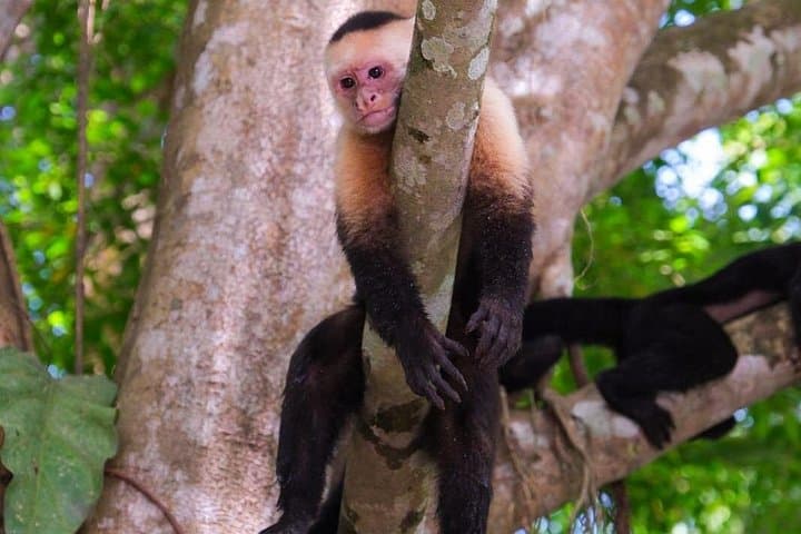 Mangrove Monkey Boat Tour in Manuel Antonio — Wildlife-First Mangrove Cruise photo 2