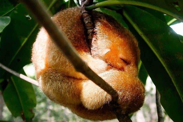 Mangrove Monkey Boat Tour in Manuel Antonio — Wildlife-First Mangrove Cruise photo 3