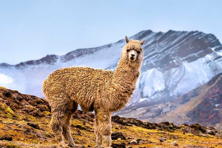 Vinicunca Rainbow Mountain Day Hike from Cusco — 7-Color Tour
