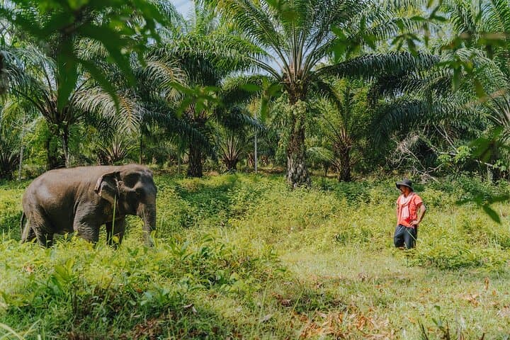 Full-Day Rescued Elephant Walk & Mahout Experience in Khao Lak Sanctuary photo 3