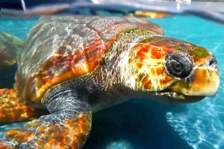 Night Turtle Nesting Walk on Sal Island — Santa Maria Sea Turtle Encounter