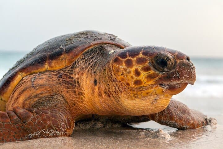 Night Turtle Nesting Walk on Sal Island — Santa Maria Sea Turtle Encounter photo 2