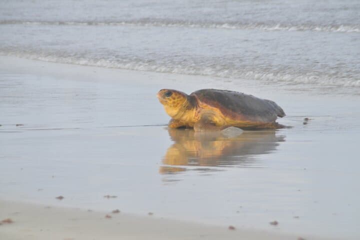 Night Turtle Nesting Walk on Sal Island — Santa Maria Sea Turtle Encounter photo 3