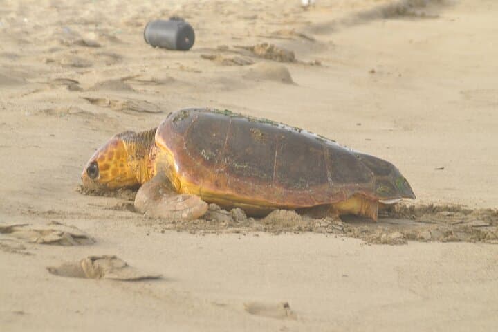 Night Turtle Nesting Walk on Sal Island — Santa Maria Sea Turtle Encounter photo 4