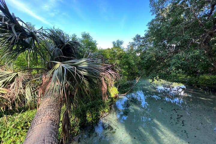 Emerald Cut Eco Paddleboard Excursion — Clear Springs Near Orlando photo 3