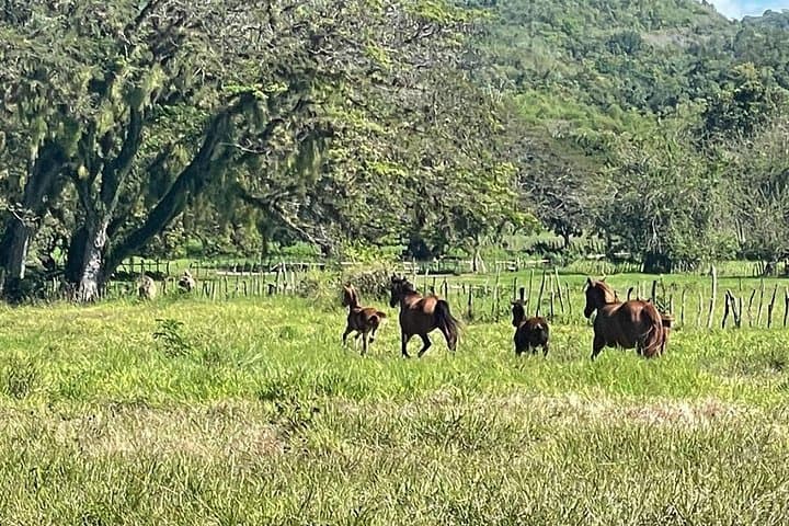 South Coast Private Tour: YS Falls, Black River Safari & Pelican Bar from Negril photo 4