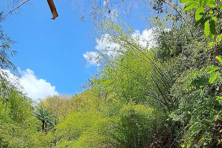 Coastal Drive and Waterfall Trek: 2-Hour Rainforest Hike in Tobago photo 2